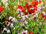 Moderne Gartengestaltung einfach gemacht